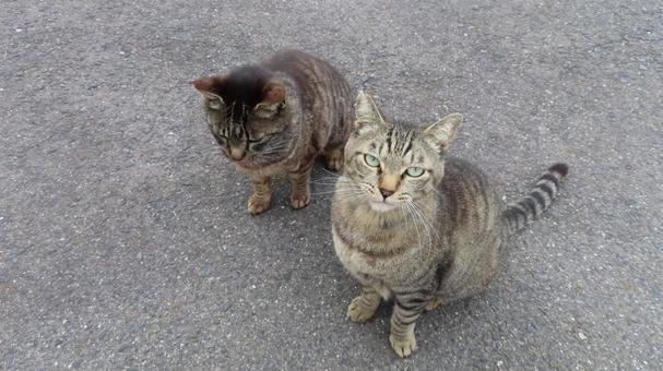 見回りの途中で立ち止まるカメラ目線の猫達 見回りの途中で立ち止まるカメラ目線の猫達の写真