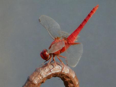 [Insect photo] Scarlet dragonfly (male), JPG