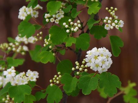 ミツバイワガサ ミツバイワガサ ミツバイワガサ,三葉岩傘,タンゴイワガサの写真素材