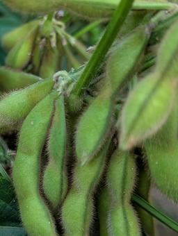 枝豆の木 枝豆の木 枝豆,おつまみ,豆類の写真素材