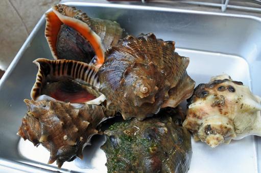 ニシ・赤ニシ貝 瀬戸内海の魚介類 2 ニシ・赤ニシ貝 瀬戸内海の魚介類 2 ニシ,赤ニシ貝,貝の写真素材