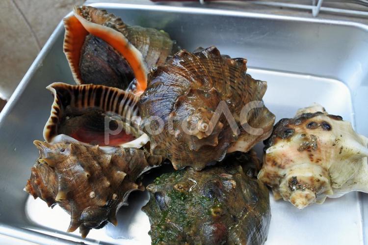 ニシ・赤ニシ貝　瀬戸内海の魚介類 2 ニシ,赤ニシ貝,貝の写真素材