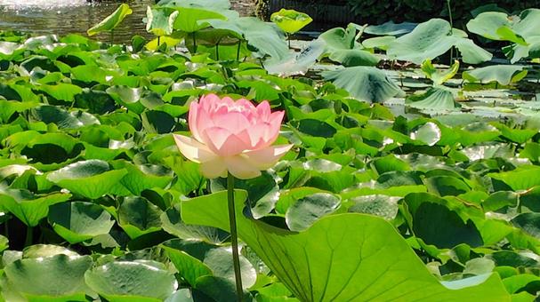 Photo, lotus, flower, plant, 