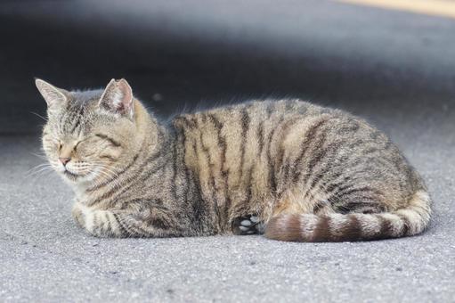 ねこ ねこの写真