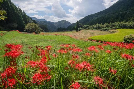 熊本県　番所の棚田の彼岸花 熊本県,熊本,彼岸花の写真素材