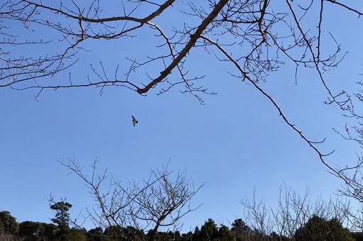 Birds flying in the winter sky Birds flying in the winter sky