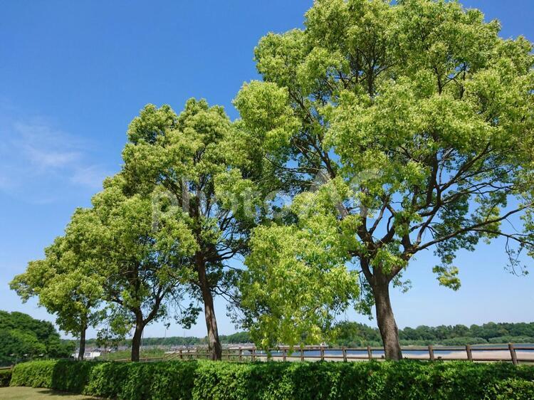 初夏の青空に枝を伸ばす緑の樹々 樹,緑,葉の写真素材