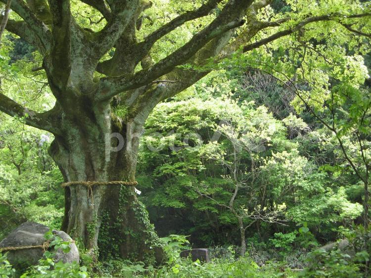 御神木 森,木々,新緑の写真素材