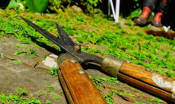 Photo, care for garden trees, pruning scissors, stepladder, 