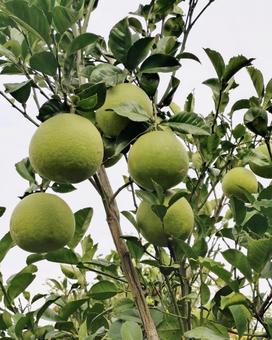 ブンタン まだ青い ブンタン まだ青いの写真