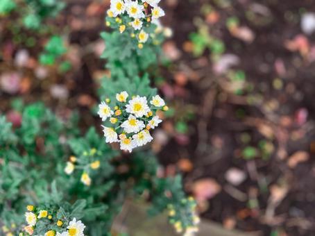 白い花 白い花の写真