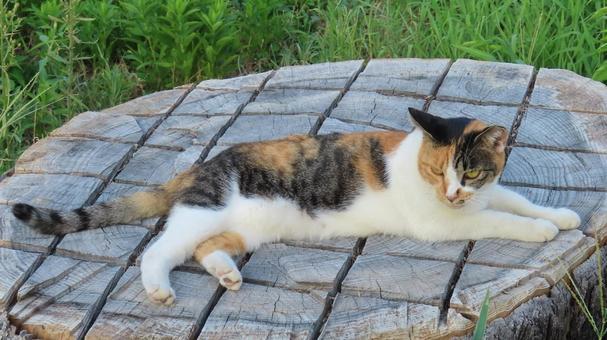 切り株が大好きなもふもふで可愛い三毛猫 三毛猫,猫,寝そべるの写真素材