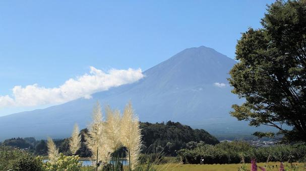 初秋のパンパスグラスと富士山 初秋のパンパスグラスと富士山の写真