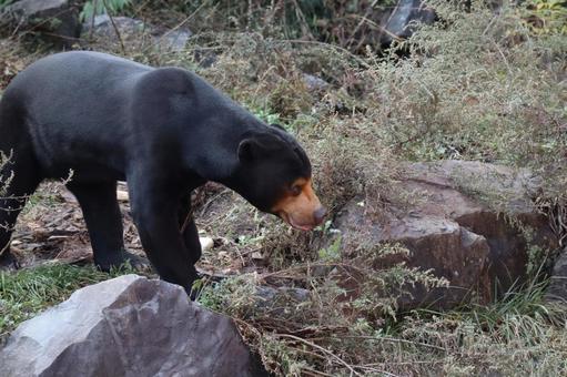 マレーグマのいる動物園 マレーグマのいる動物園の写真