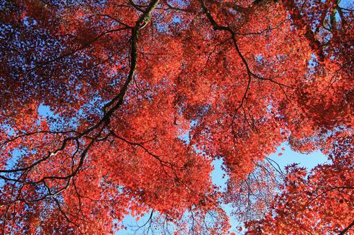 もみじ（赤） 秋,自然,背景の写真素材