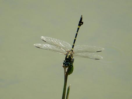 【昆虫写真】ウチワヤンマ(団扇蜻蜒) 【昆虫写真】ウチワヤンマ(団扇蜻蜒)の写真