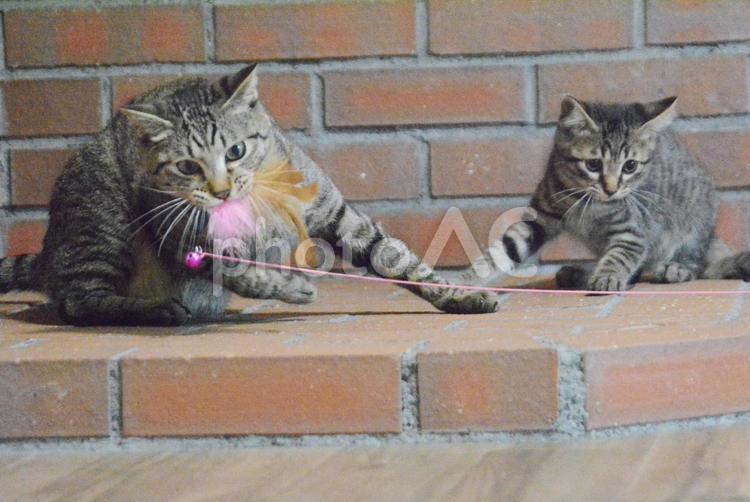 猫 生き物,動物,猫の写真素材