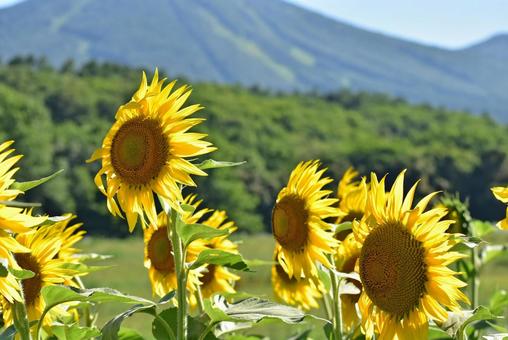 夏のヒマワリ　風に吹かれて涼しそう 岩手山,ひまわり,夏の写真素材