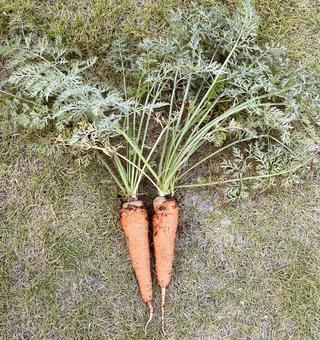 採れたてニンジン 採れたてニンジン 人参,野菜,土の写真素材