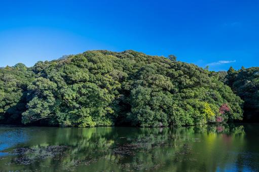 秋空の蓮ヶ池史跡公園 青空,秋空,空の写真素材