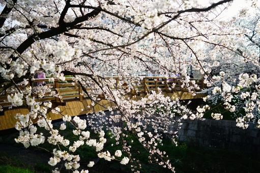 桜 桜の写真