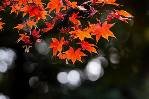 紅葉の写真