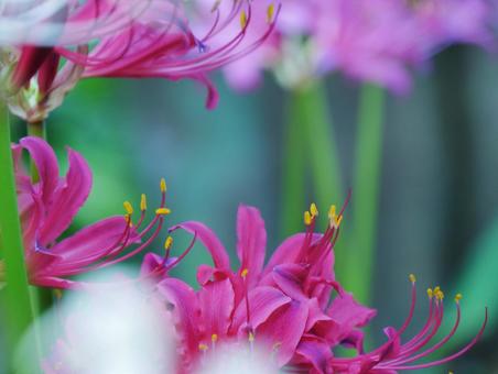 背景に合うリコリス リコリス,花,ピンクの写真素材