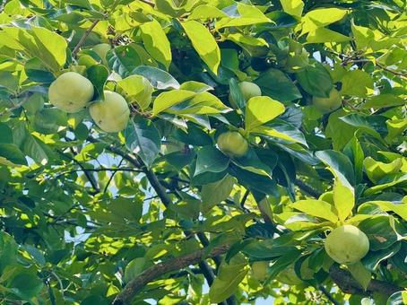 柿の木 柿の木 柿,実,夏の写真素材