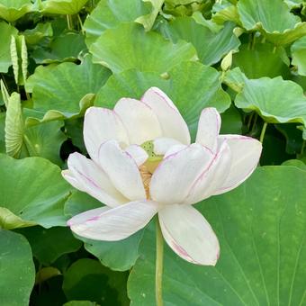 花★蓮(ハス)の花 白 花★蓮(ハス)の花 白の写真