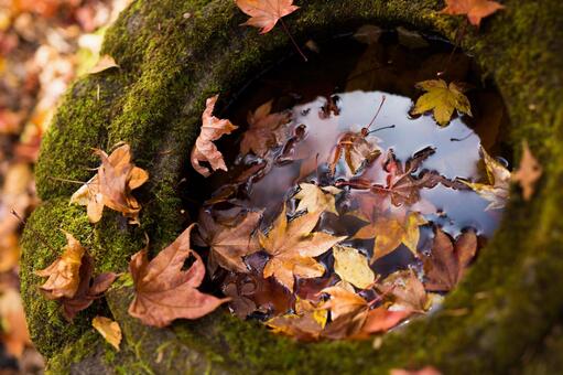 紅葉 紅葉の写真