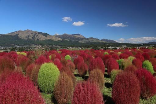 阿蘇山とコキア 阿蘇,南阿蘇,阿蘇山の写真素材
