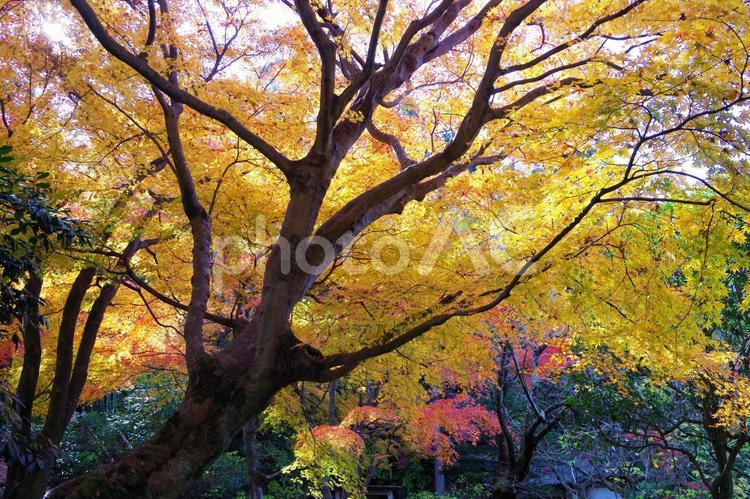明月院の紅葉　（神奈川県鎌倉市） 明月院,鎌倉,かまくらの写真素材