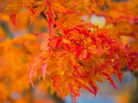 もみじ かえで,楓,もみじの写真素材