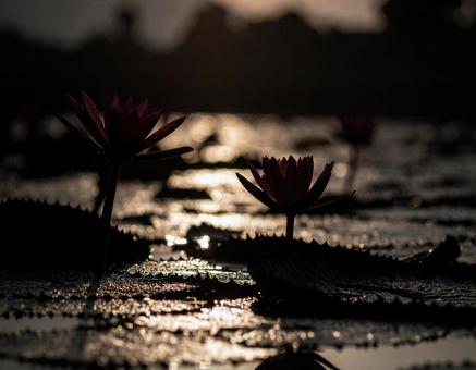 蓮の花のシルエット 蓮の花のシルエットの写真
