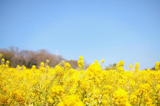 [愛知県]日進市の愛知牧場の菜の花の写真