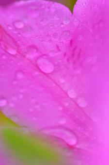 雨滴 雨滴の写真