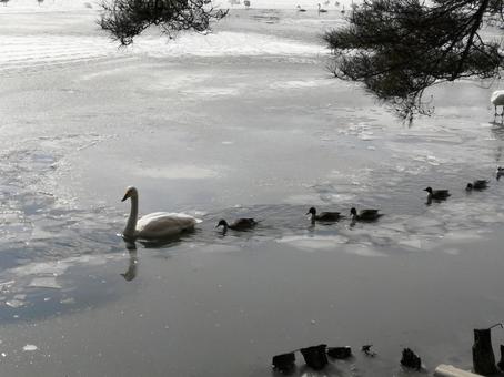 冬の凍った池と白鳥と渡り鳥 冬,白鳥,池の写真素材