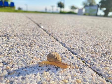 カタツムリ カタツムリの写真
