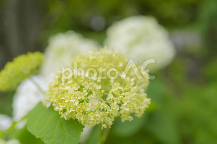 梅雨の季節に映える紫陽花の花 紫陽花,あじさい,梅雨の写真素材