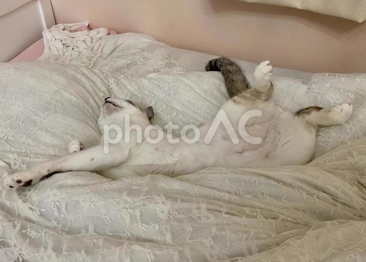 ベッドで寝転がるシャム系猫さま 猫,シャムトラ,微睡むの写真素材