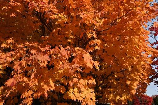 紅葉 もみじ,秋,背景の写真素材