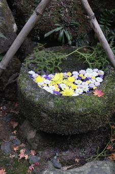 秋の花手水 秋の花手水の写真