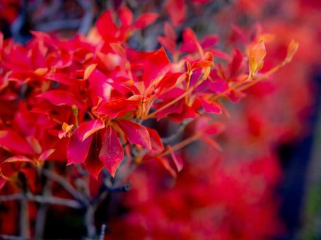 赤く紅葉したドウダンツツジの写真