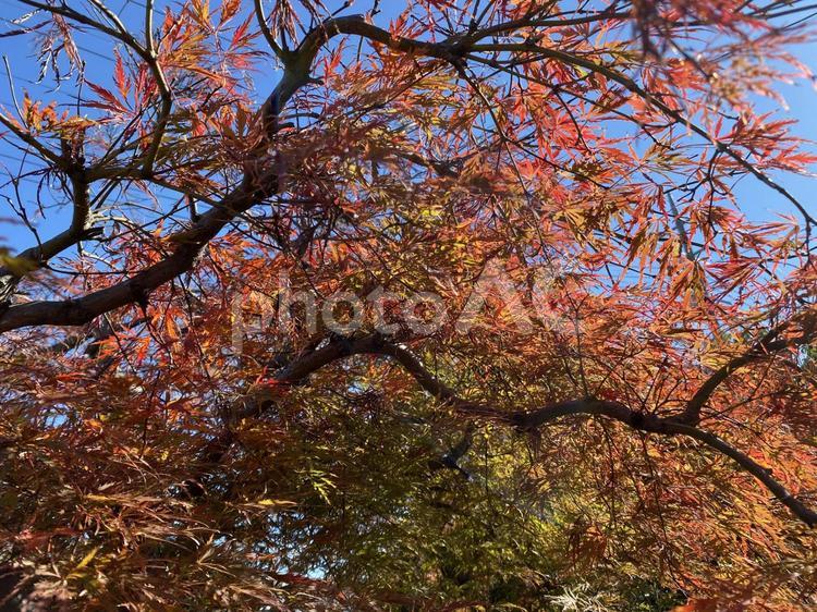 紅葉 紅葉,赤葉,モミジの写真素材