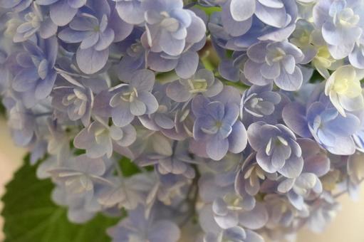 Photo, hydrangea, flower, rainy season, 