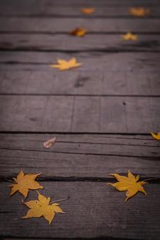 北海道　札幌市の紅葉の写真