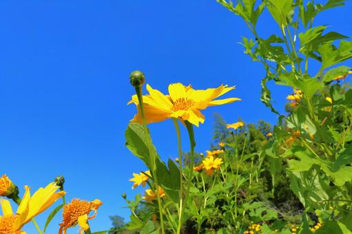ひまわり　青空 皇帝ひまわり,ひまわり,横側の写真素材
