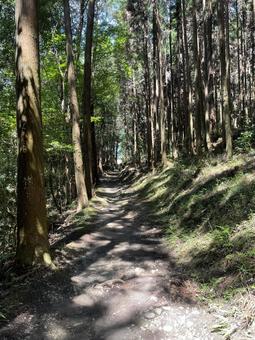 山道(奈良・山野辺の道) 山道(奈良・山野辺の道)の写真