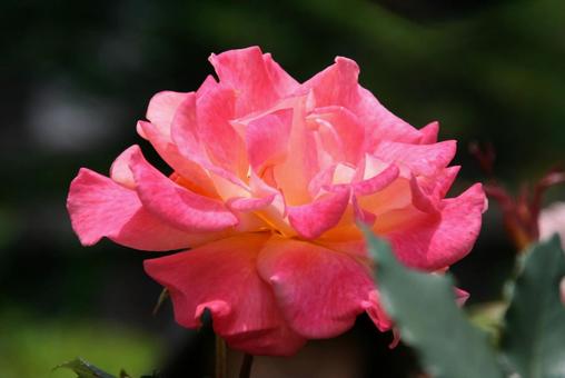 薔薇、バラの花 薔薇、バラの花の写真