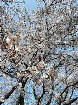 桜-2 桜-2の写真